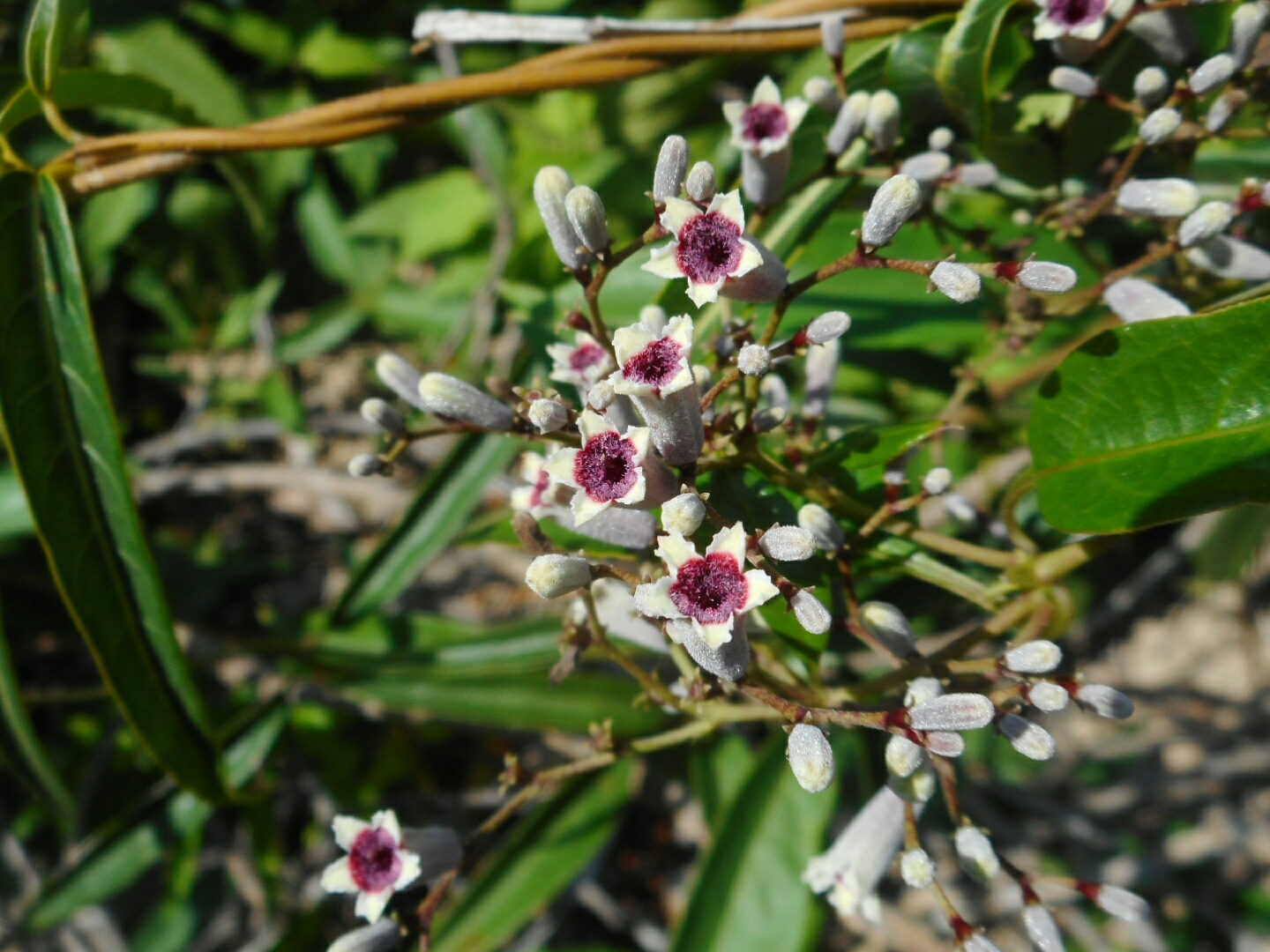 Paederia foetida — ảnh 3