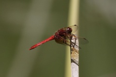 Sympetrum illotum