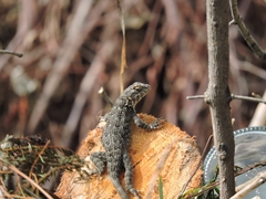 Sceloporus spinosus