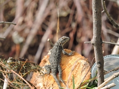 Sceloporus spinosus