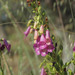 Spanish Peaks Foxglove - Photo (c) Luis Fernández García, some rights reserved (CC BY-SA)