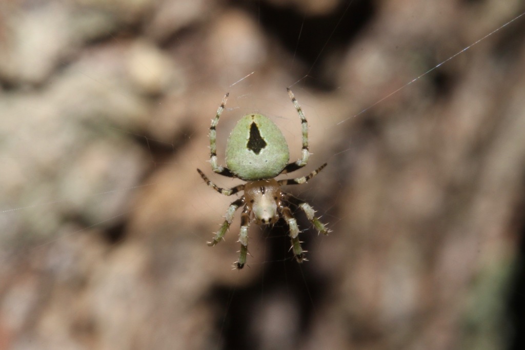 Eustala tribrachiata