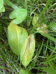 Erythronium revolutum