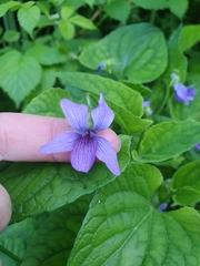 Viola kamtschadalorum
