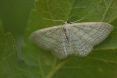 Scopula incanata