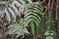 Coniogramme intermedia