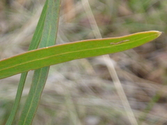 Hakea eriantha