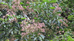 Fraxinus insularis