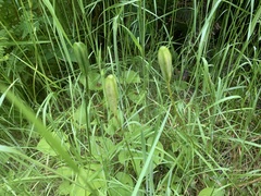 Erythronium revolutum