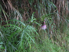 Cirsium tatakaense