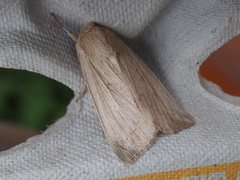 Leucania phragmitidicola