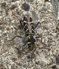 Xylotrechus convergens