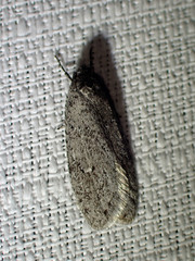 Semioscopis