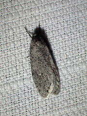 Semioscopis