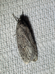 Semioscopis