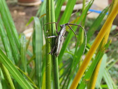 Neoptychodes trilineatus