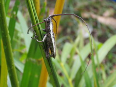 Neoptychodes trilineatus