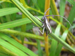 Neoptychodes trilineatus