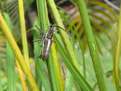 Neoptychodes trilineatus