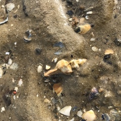 Pterochelus triformis