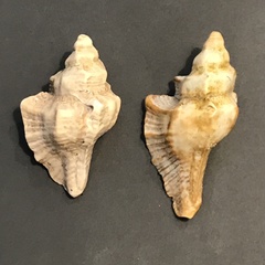 Pterochelus triformis image