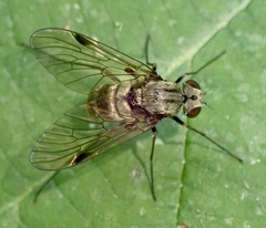Chrysopilus cristatus