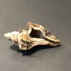 Pterochelus triformis