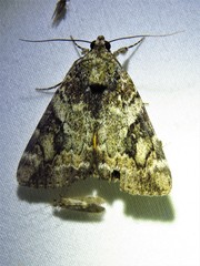 Catocala micronympha