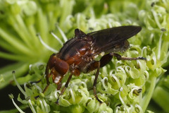 Hammerschmidtia