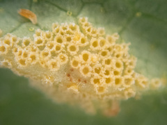 Puccinia caricina