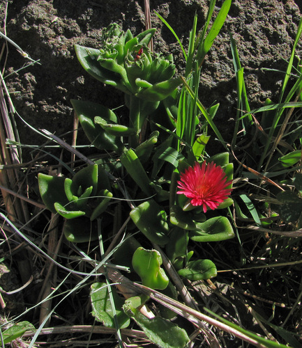 Mesembryanthemum lancifolium