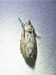 Catabenoides
