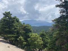 Abies cephalonica