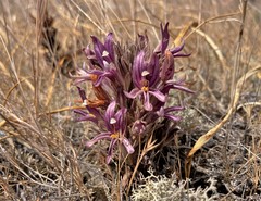 Aphyllon californicum californicum