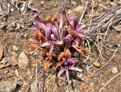 Aphyllon californicum californicum