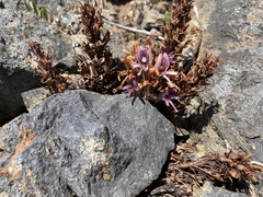 Aphyllon californicum californicum