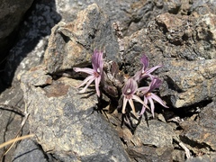 Aphyllon californicum californicum
