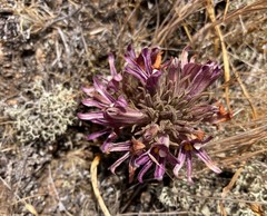 Aphyllon californicum californicum