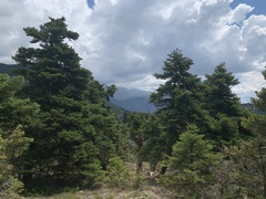 Abies cephalonica