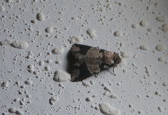 Condicinae