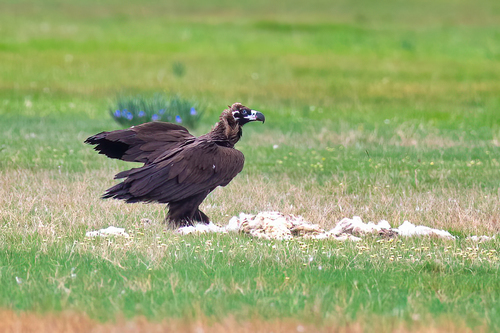 Cinereous Vulture (Aegypius monachus), photo 10