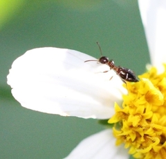 Anthelephila imperatrix