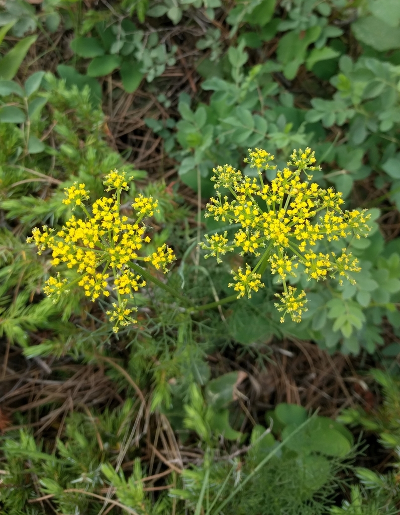 Whiskbroom Parsley from Golden, CO 80401, USA on June 18, 2021 at 11:56 ...