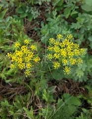 Harbouria trachypleura