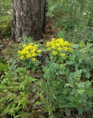 Harbouria trachypleura