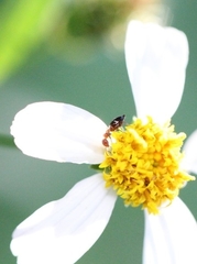 Anthelephila imperatrix