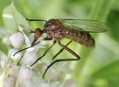 Empis livida