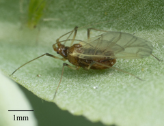 Macrosiphum salviae