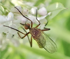 Empis livida