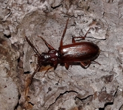 Pytho americanus